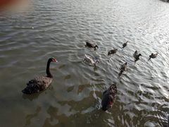-五缘湾湿地公园