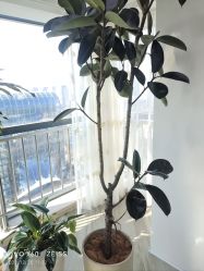 -HEYAN荷妍专业脱毛连锁机构