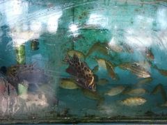 android_upload_pic-浪琴湾尾角仔海鲜坊