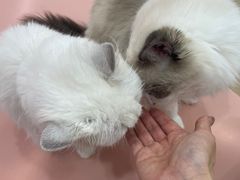 -1013 PET SHOP 宠物商店(近铁城市广场店)