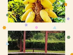-中国科学院西双版纳热带植物园