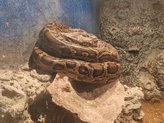 -泉州海丝野生动物世界