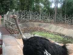 -清迈夜间动物园