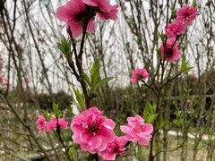 -洪湖家庭农场·团建·露营·会议