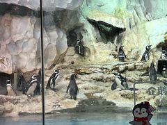 -帝企鹅自助餐厅•儿童岛•真企鹅(长隆企鹅酒店)