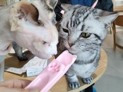 -藏猫猫咖啡主题馆(中央大道店)