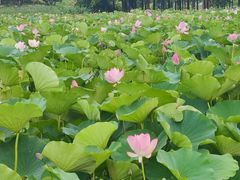 -滆湖低碳生态公园