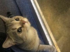 -猫色咖啡·猫咖