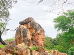 -奥兰多迪士尼动物王国乐园