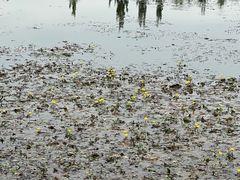 -野鸭湖国家湿地公园