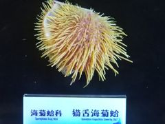 -贝壳梦幻世界