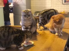-平行世界·猫咖(首经贸店)