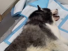 -柏萃动物医院·骨科·牙科