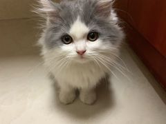 -艾贝尔宠物诊疗