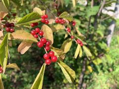 -原山国家森林公园