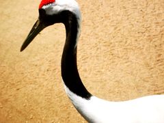 -盐城丹顶鹤湿地生态旅游区