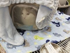 -瑞派康怡24h宠物医院·犬猫医疗中心·微创绝育(瑞景分院)