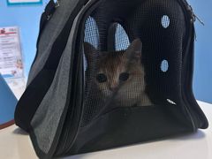 -瑞派福兴宠物医院犬猫全科·骨科·中西医结合(河东店)