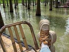 -泗洪洪泽湖湿地景区