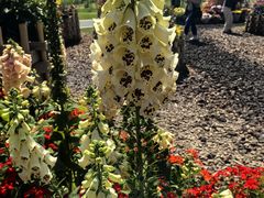 -上海植物园-4号门售票处