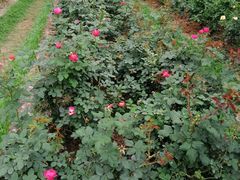 -人民公园(罗湖区)