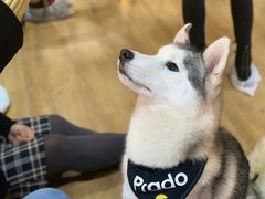 -Husky Go! 哈士奇体验馆·宠物咖啡厅狗咖
