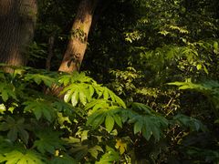 -杭州半山国家森林公园