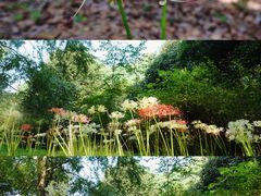 -杭州植物园