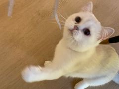 -猫腻·猫咖·撸猫馆(星光大道店)