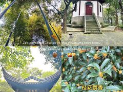 -上海佘山国家森林公园天马山园