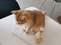 -飞行喵MR PILOT|猫舍·猫咖(静安大融城店)
