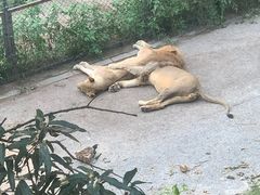 -大连森林动物园