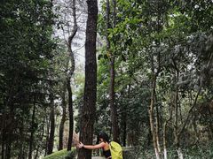 -铁山坪森林公园