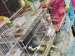 -中环花鸟鱼虫市场