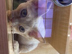 -山宅一喵德文卷毛猫舍