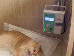 -北京观赏动物医院·24小时大型综合·猫专科·异宠专科