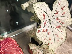 -上海鲜花港