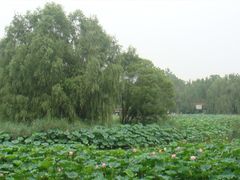 -紫竹院公园冰场