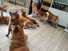 -柴犬高等学院·狗咖·柴犬售卖·宠物训练