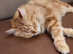 -MOCHA明星猫咖(田子坊店)