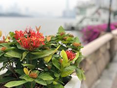 -珠江夜游广州塔·中大码头