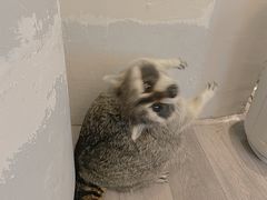 -浣熊柯尔鸭土拨鼠·电玩咖