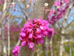 -泰州凤城河风景区-泰山公园