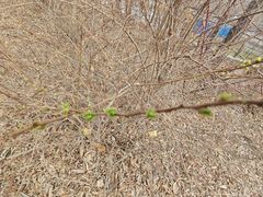 -长春公园(普阳街道)