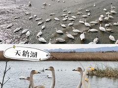 -烟墩角天鹅湖