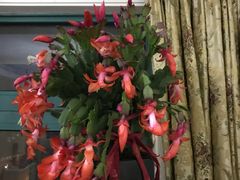 -龙大花卉苗木市场