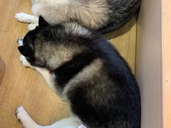 -Husky Go! 哈士奇体验馆·宠物咖啡厅狗咖