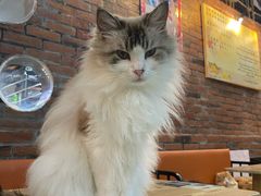 -豆逗聊愈猫阁Easy Life