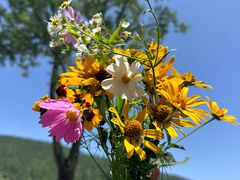 -武陵山森林公园