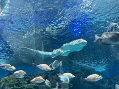 -上海海洋水族馆